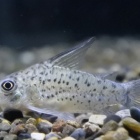 『熱帯魚オススメ情報(コリドラス)』の画像