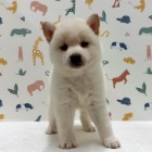 『新しいわんちゃんの紹介です🐶』の画像