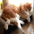 まぶしい朝の猫。