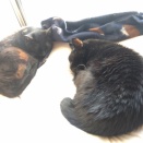 のらみゃん南が至高