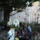 ダイモンジソウ