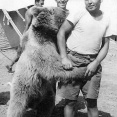 ポーランド「ヒグマを軍事利用したろ!」