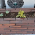 自宅玄関横の植え枡のドクダミを抜かれた、怖いよ