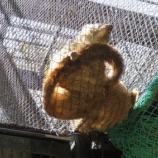 『【動物ふれあい】夢見ヶ崎動物公園に行ってきました』の画像