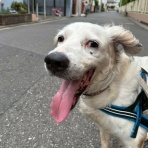 GUNDOG RESCUE CACI 活動ブログ