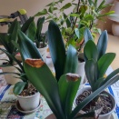 クンシランの室内取入れ