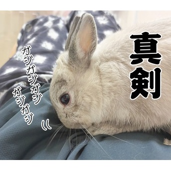 うさぎのルリ(9/7追記)