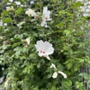 ムクゲの花咲く頃♪