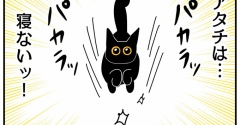 猫の名はポル⑰