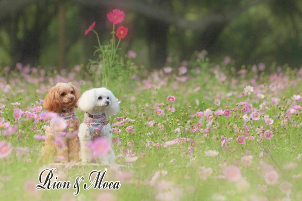 昭和記念公園のわんちゃんたち 犬