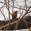 柏市にカビチョウがやってきた