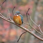 花鳥いろいろ 四季の野鳥