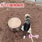 ガオだらけな日々　