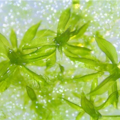 コケ植物で「火星」のテラフォーミングが可能
