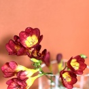 鮮やかな色と甘〜い香り