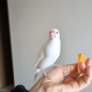 文鳥にはまさきをあげてみました