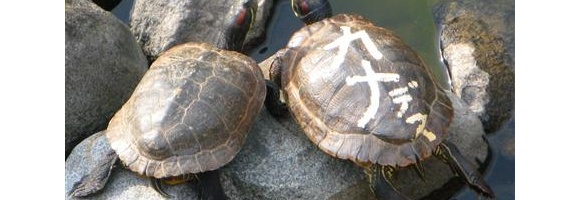 「カメデス」捕獲失敗→通りがかりの警官が捕獲
