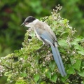 2026年9月10日の野鳥公園