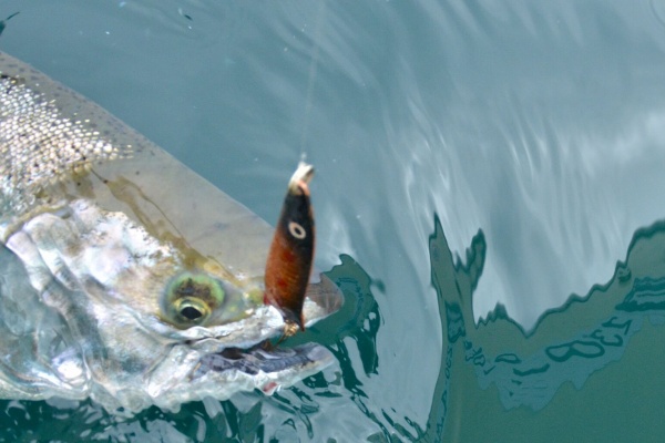 三沢で釣日記 By むぅ