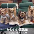 ソラの兄弟と会ってきました🐶
