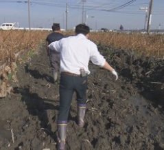 見つけた！猛暑に強い秋冬野菜！