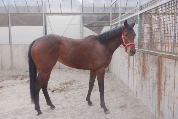 Vigorous Stableのブログ 競走馬