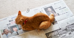 猫も、犬も…