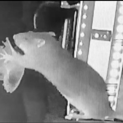 本当は怖いネズミ！コウモリを襲う衝撃映像 アホウドリ・ヒトも