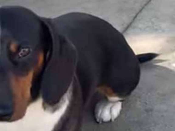 【個性的】 うちで飼っているダックスフント → こんな顔をしているんだが…