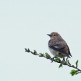 2026年4月30日の野鳥公園