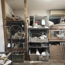 【画像】家で烏骨鶏を飼った結果ｗｗｗｗｗ