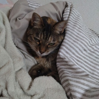 実物のﾈｺﾁｬﾝたちセカンド