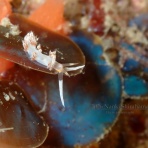 南紀白浜「ミスオーシャンダイビングサービス」今日の海ログ