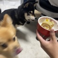 お皿は不要！