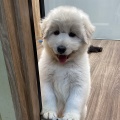 仔犬紹介‼