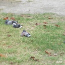 ハトと桜＆『すぐにやる人に…』