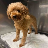 『悲しいお別れを越えて、再出発のトイプードルさんを受け入れました!』の画像