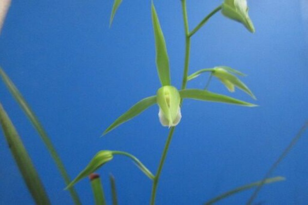 jyonaryのblog - 寒蘭