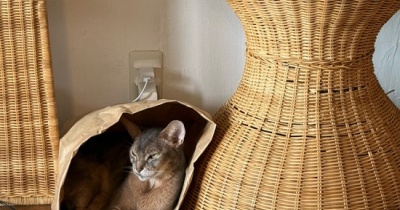 猫のいる家あるある「捨てられない袋」…