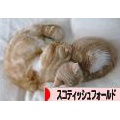 キャットタワーの危機