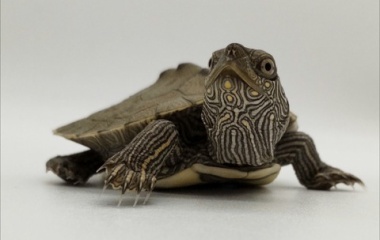 『爬虫類入荷情報！』の画像