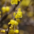 一週間前に撮影した蝋梅の花