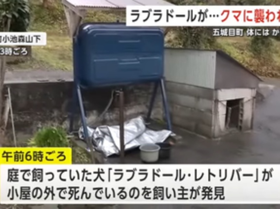 外で飼っていたラブラドール･レトリバー､クマに襲われて死ぬ 秋田･五城目町