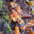 天然食材探しへ近くに気軽に出かけよう！