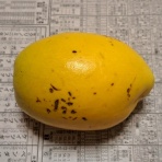 盆栽な感じで…的な！