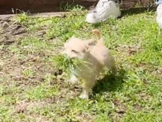 【可愛すぎるぞ！】 庭で草むしりをしていた。抜いた草を集めるよ！小さなお手伝いさんはこちらです…