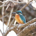 野鳥撮影