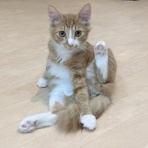 猫式ブログ～里親募集型猫カフェ