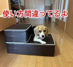 お薬を減らした頃