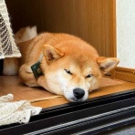 風太通信～柴犬風太の日記帳
